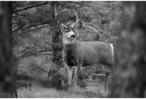 ArtDirect Mule Deer Buck, Garnet Hill Loop, Yellowstone National Park 36x24 Extra Large Unframed Art Print Poster Ready for Framing by The Yellowstone Collection